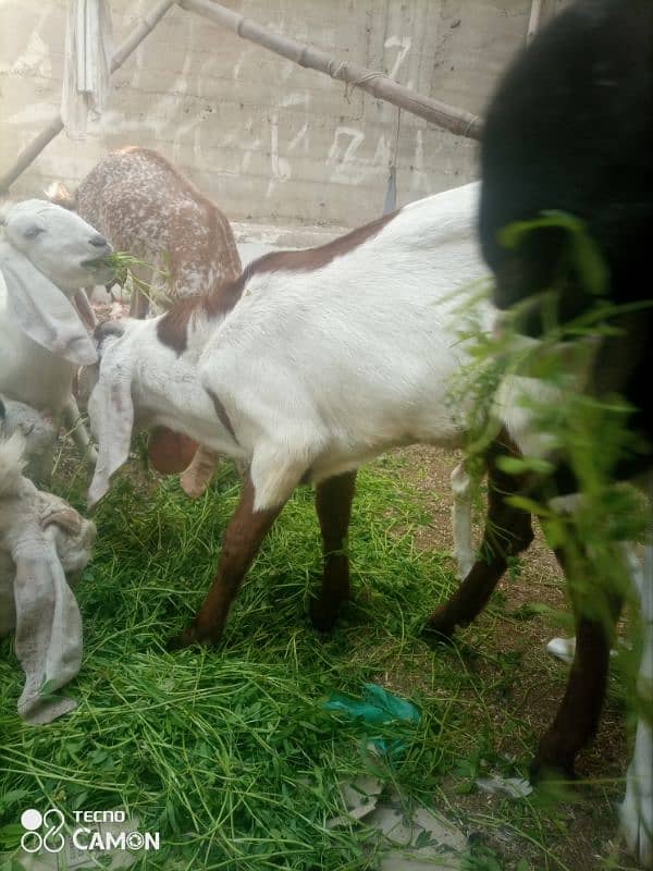 Punjab bakra03472510798 14