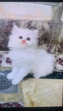 Persian cat eag 2 month for sale 03250120476 WhatsApp