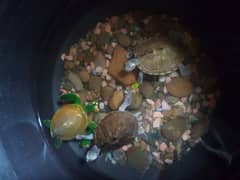 turtle for sale