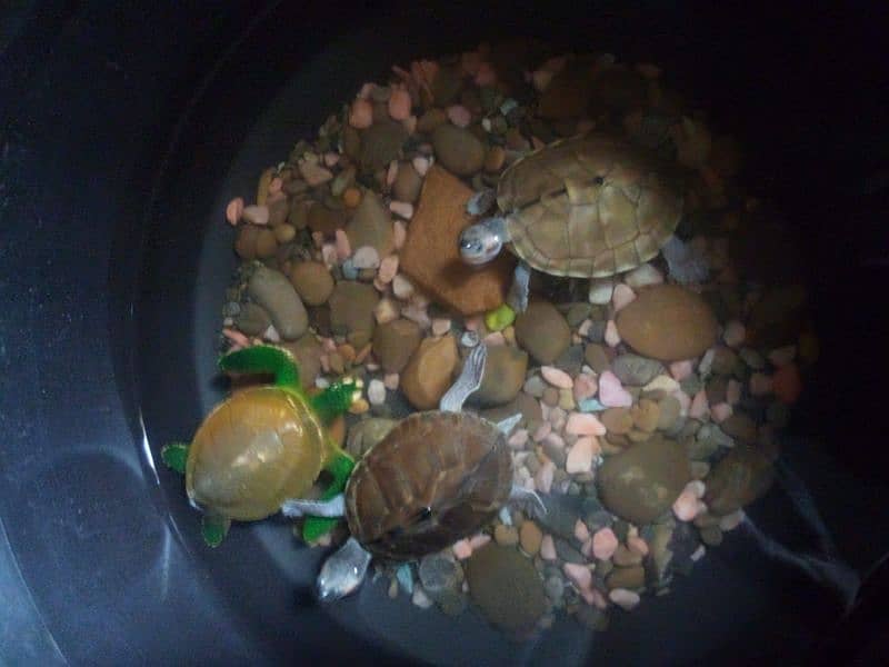 turtle for sale 0