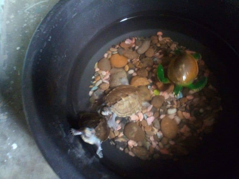 turtle for sale 1