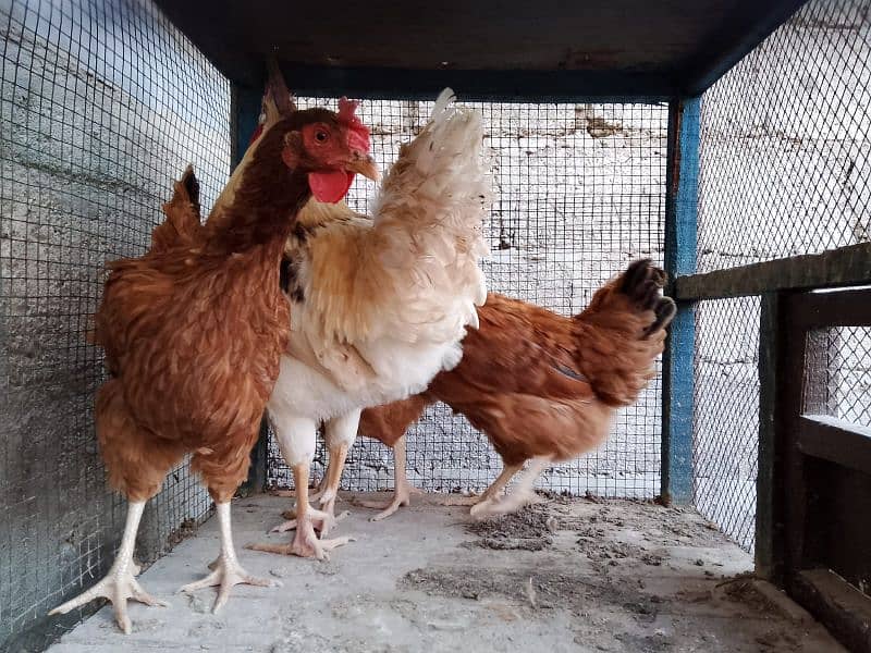 RIR hens lomanbrow Male 2