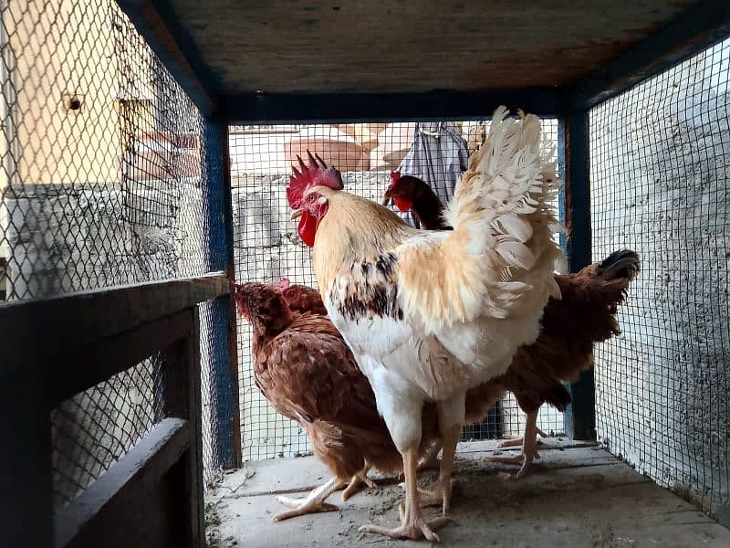 RIR hens lomanbrow Male 3