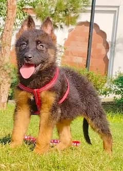 Garman shepherd puppies for sale 03287576736 call wahtasp