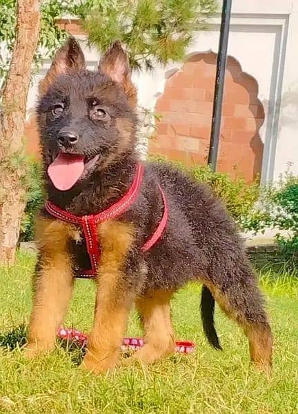 Garman shepherd puppies for sale 03287576736 call wahtasp 0