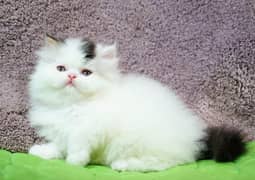 Persian cat/pike face kittens/triple coated/Persian kittens