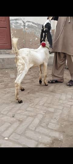 bakra