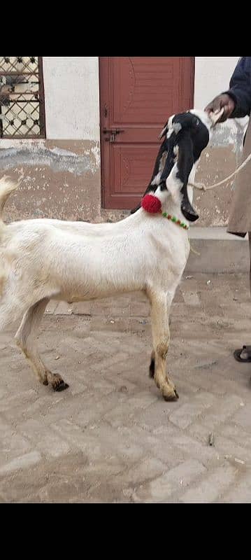 bakra argent sel 1