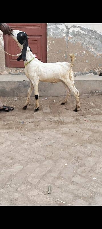 bakra argent sel 2