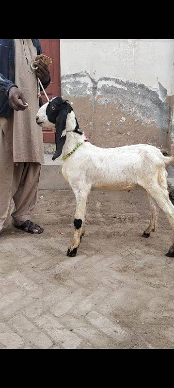 bakra argent sel 3