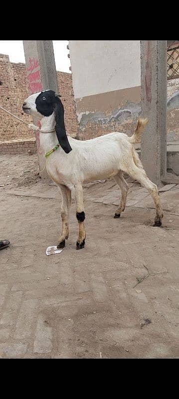 bakra argent sel 4