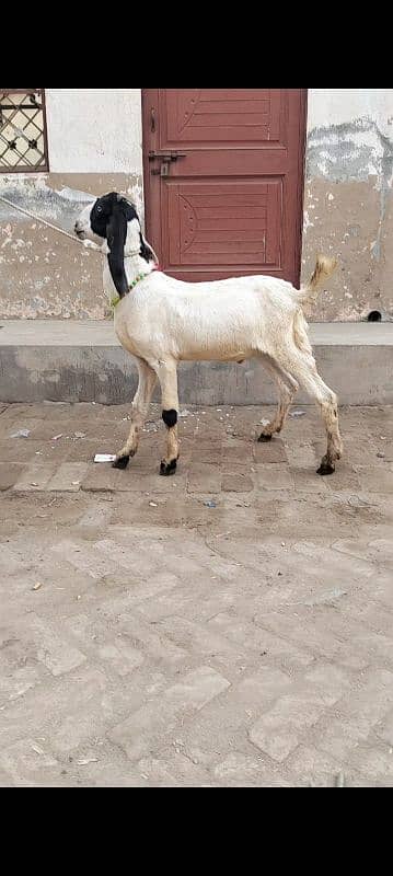 bakra argent sel 5