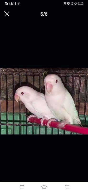 Cremeno Albino red ayes breeders with DNA 4