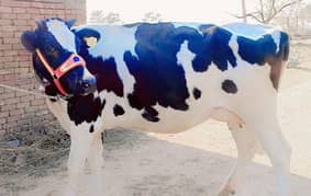 American Cow/Frizan/Impoted/jearsy/Cow/Gaee/Gae/18 kg/litter/گائے