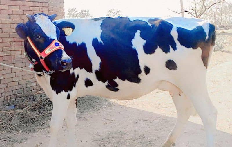 American Cow/Frizan/Impoted/jearsy/Cow/Gaee/Gae/18 kg/litter/گائے 0