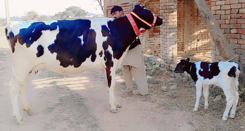 American Cow/Frizan/Impoted/jearsy/Cow/Gaee/Gae/18 kg/litter/گائے 1