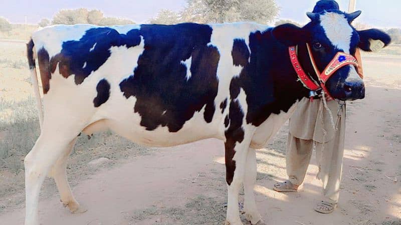 American Cow/Frizan/Impoted/jearsy/Cow/Gaee/Gae/18 kg/litter/گائے 2