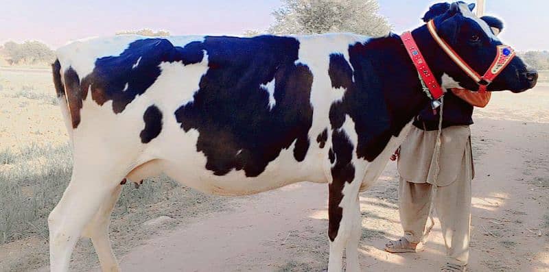 American Cow/Frizan/Impoted/jearsy/Cow/Gaee/Gae/18 kg/litter/گائے 3