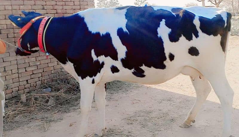 American Cow/Frizan/Impoted/jearsy/Cow/Gaee/Gae/18 kg/litter/گائے 4