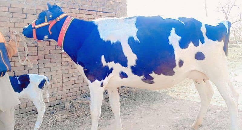 American Cow/Frizan/Impoted/jearsy/Cow/Gaee/Gae/18 kg/litter/گائے 5