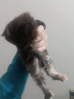 perisan kittens for sale #03062522839