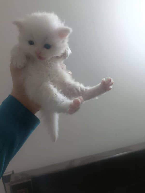 perisan kittens for sale #03062522839 2