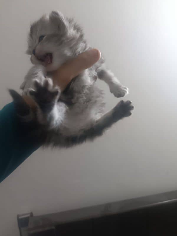 perisan kittens for sale #03062522839 3