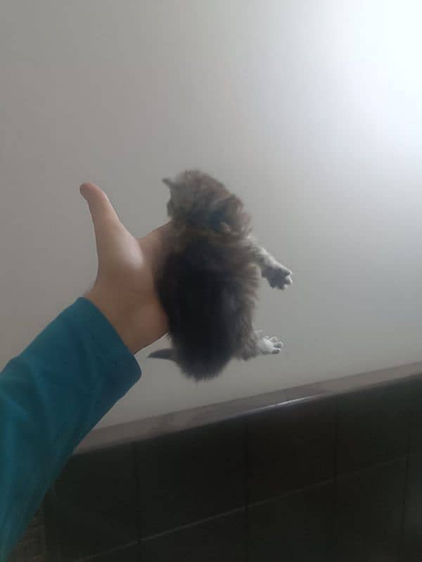 perisan kittens for sale #03062522839 5