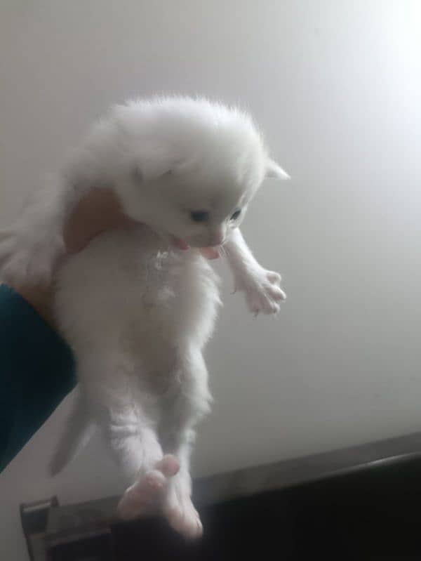 perisan kittens for sale #03062522839 7