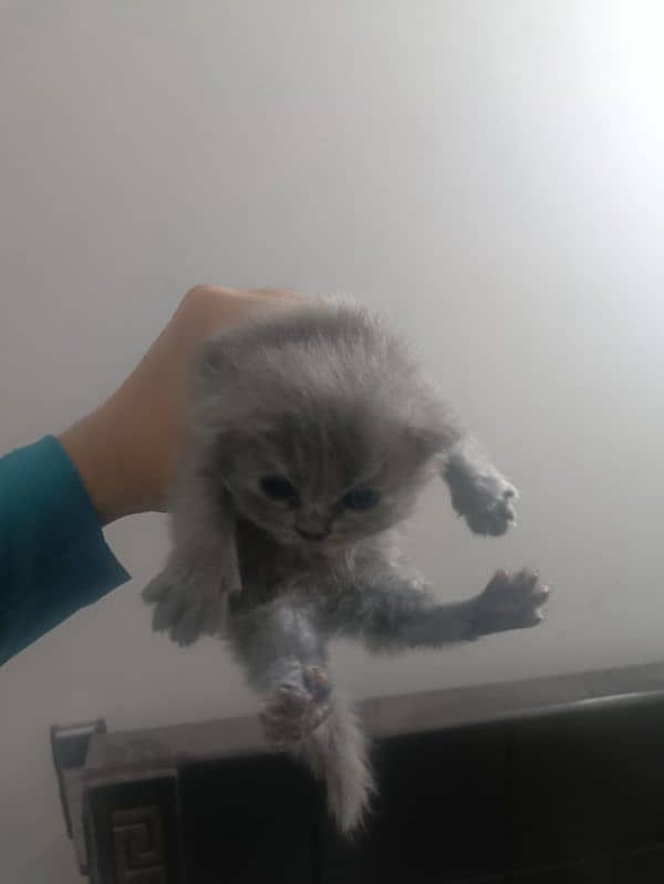 perisan kittens for sale #03062522839 8