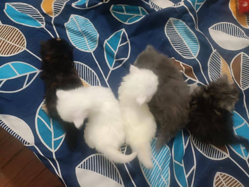 perisan kittens for sale #03062522839 10