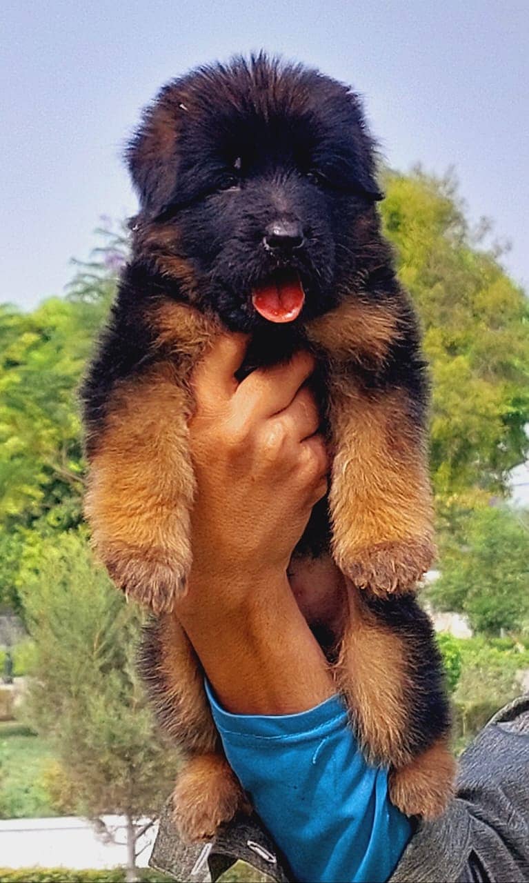 German Shepherd Puppies | Long Coat Puppy| gsd | dog for sale 0