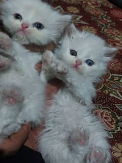 I want to sell my persian cats