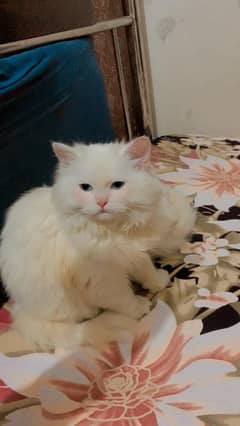 white Persian cat with blue eyes