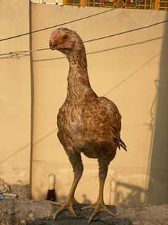 Indian perat beak female