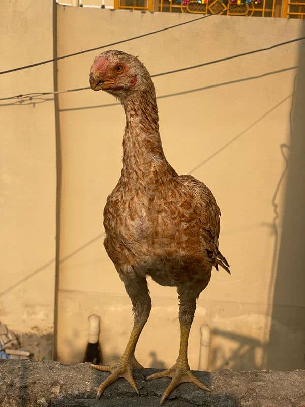 Indian perat beak female 0