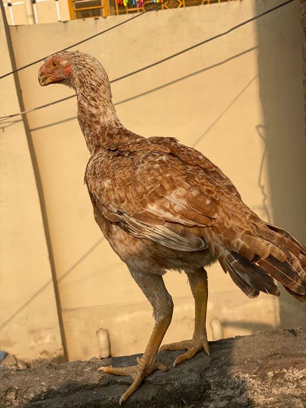 Indian perat beak female 1