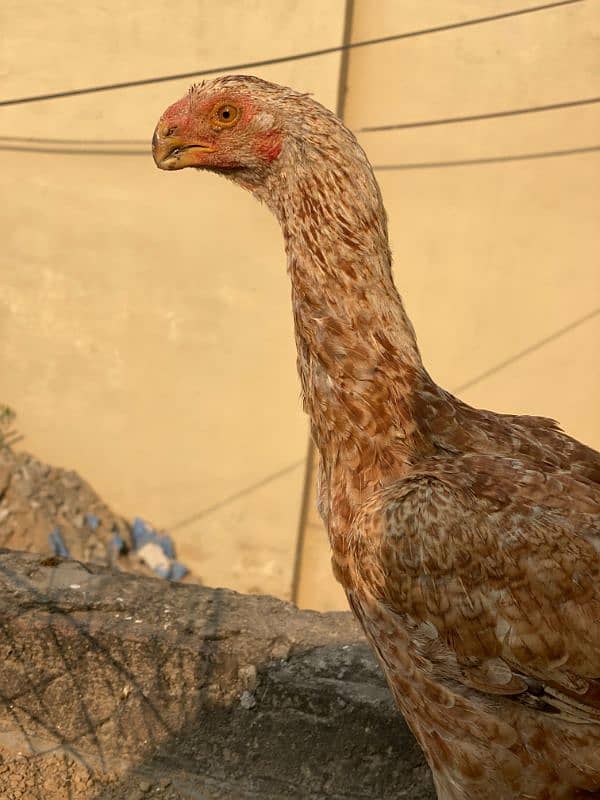 Indian perat beak female 2