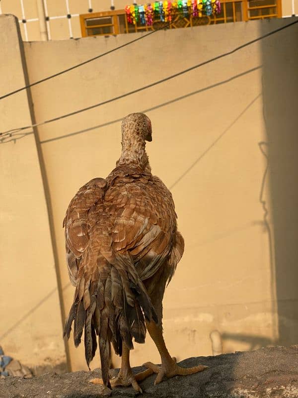 Indian perat beak female 4