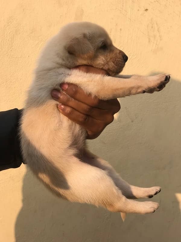 Labrador puppy 1month age 1