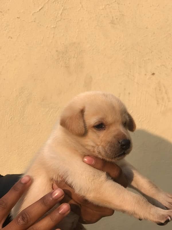 Labrador puppy 1month age 2