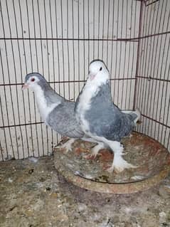 sherazi pigeon/ugent Sale