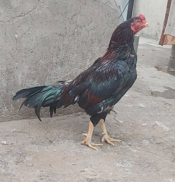 high quality mainwali bird 0