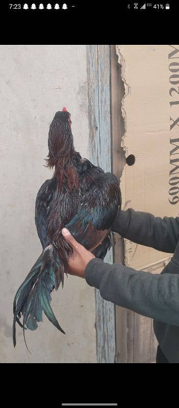 high quality mainwali bird 1