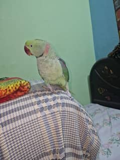 Parrots for sale