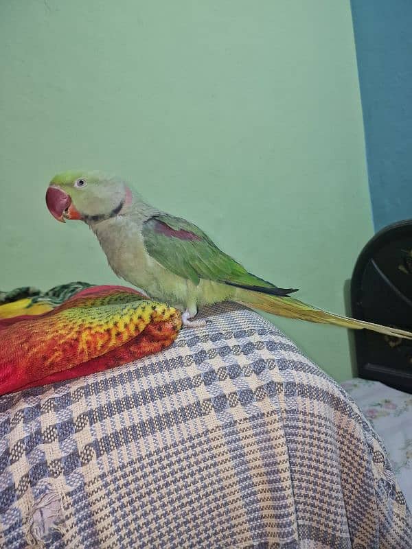 Parrots for sale 2