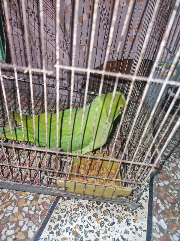 Parrots for sale 3