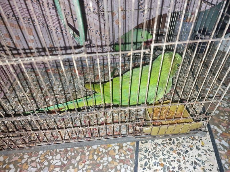 Parrots for sale 4