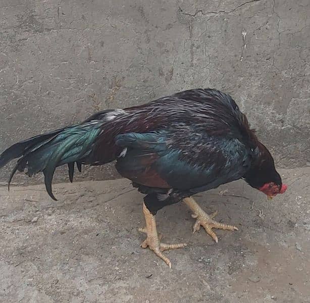 high quality mainwali bird 3