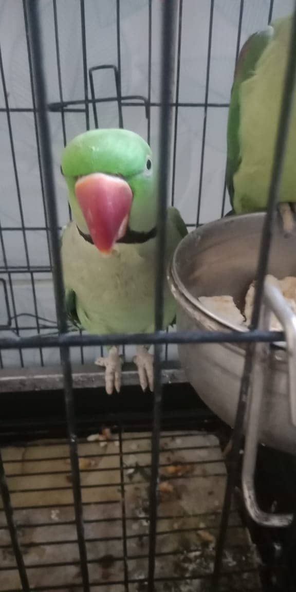 Raw Parrot / Parrot / green parrot /   طوطا 0